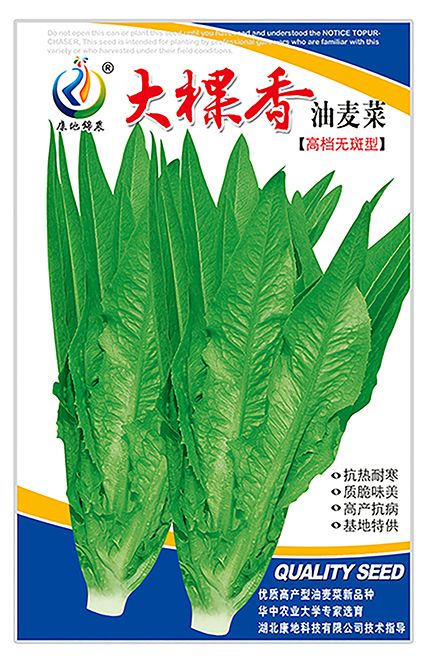 大棵香油麥菜